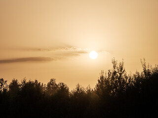 large old oak tree in creamy dust sunset