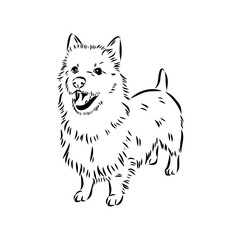 Decorative outline portrait of Dog Australian Terrier, vector