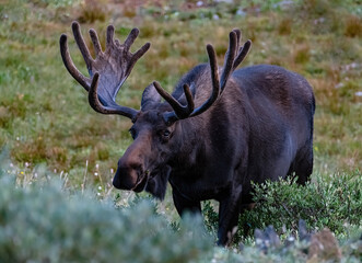 699-81 Moose Look