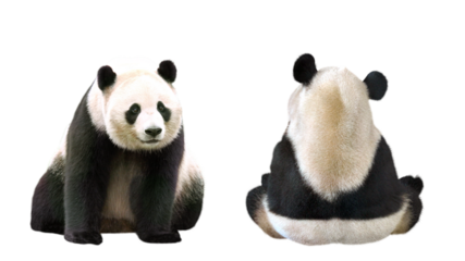 ジャイアントパンダ