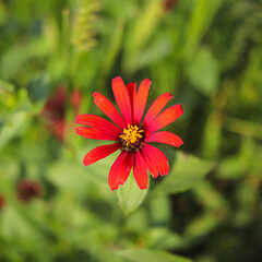 red dahlia flower