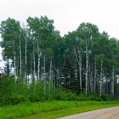 Fototapeta premium White birch (Betula papyrifera) trees in Manitoba, Canada. 
