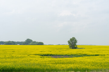 Yellow canola fields reach peak bloom in summer. 