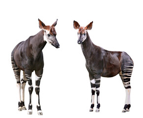 Obraz premium オカピ 2アングル