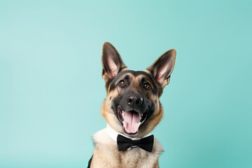 Obraz premium Studio portrait photography of a happy german shepherd wearing a tuxedo against a pastel green background. With generative AI technology