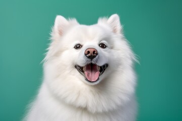 Environmental portrait photography of a happy american eskimo dog wearing a sherpa coat against a pastel green background. With generative AI technology