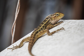 Close-up photo of Brown skink. Common brown chameleon lizard laid on white walls. Kadal Bunglon