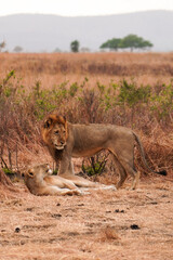 lioness and lion