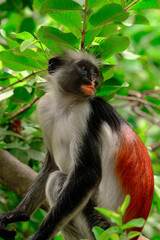 Red-Backed Monkey in Zanzibar's Dense Forest