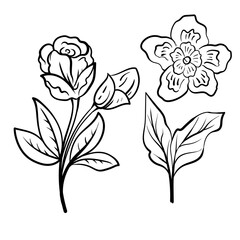 set of Botanical arts. Hand drawn line drawing of abstract flower, floral, rose, tropical leaves, spring and autumn leaf, bouquet of olives