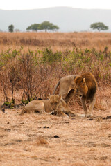 lion in the savannah