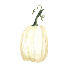 Collection of White Pumpkins Watercolor illustration design great for your compositions or decorate with your artwork.