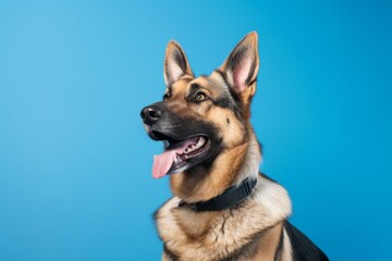 Fototapeta premium Medium shot portrait photography of a funny german shepherd wearing a paw protector against a sky-blue background. With generative AI technology