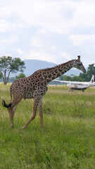 giraffe in the savannah