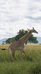 giraffe in the savannah