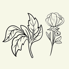 set of Botanical arts. Hand drawn line drawing of abstract flower, floral, rose, tropical leaves, spring and autumn leaf, bouquet of olives