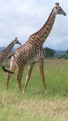 giraffe in the savannah