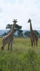 giraffe in the savannah