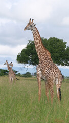 giraffe in the savannah