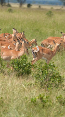 antelope in the national park