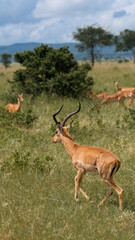 Naklejka na ściany i meble antelope in the savannah