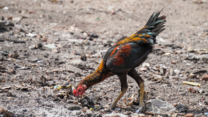 Free-range chicken with chicks are looking for food on the dirty polluted trash ground. Concept for organic farm, battery cages, rural life, village, wildlife, home industry, natural protein.