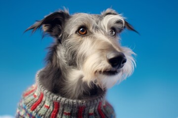 Lifestyle portrait photography of a cute scottish deerhound wearing a festive sweater against a sky-blue background. With generative AI technology