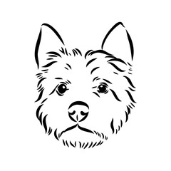 Decorative outline portrait of Dog Australian Terrier, vector