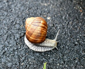 snail on the road