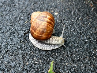 snail on a stone
