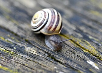 snail on a leaf