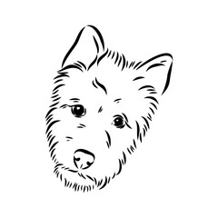 Decorative outline portrait of Dog Australian Terrier, vector