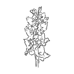 floral blooming gladiolus hand drawn vector illustration sketch
