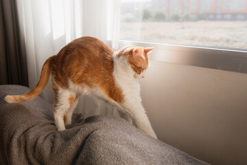 brown and white cat   by the window