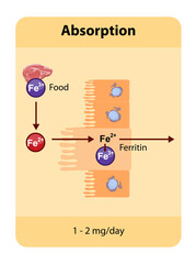 Iron absorption occurs primarily in the duodenum where dietary iron, is absorbed by enterocytes and transported through the body via transferrin. Absorption is regulated 
