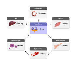 distribution of iron in the body, Iron metabolism. from liver, intestine and spleen. Ferrum circulation, recycling, stores and absorption.2d 3d render, illustration, bone marrow, macrophages