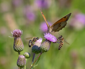 Meadow Brown, Maniola jurtina. A butterfly and bees sit on the flowers of a burdock