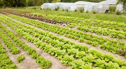 Lettuce field on an organic farm, selective focus.