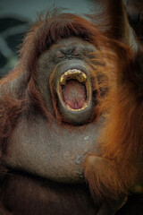 close up of a Bornean Orangutan