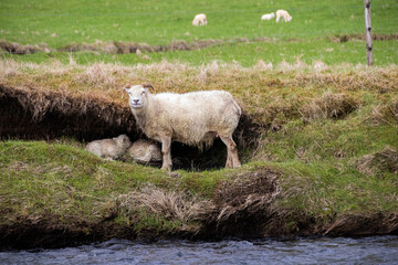 Obraz premium Sheep mother and her children on a flock, mother protects her children who seek shelter under a stone