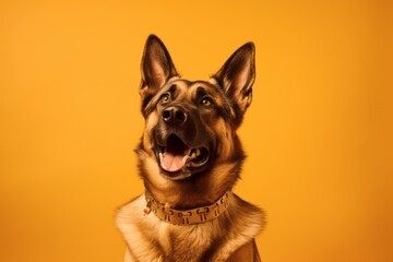 Conceptual portrait photography of a funny german shepherd wearing a spiked collar against a gold background. With generative AI technology