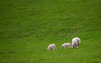 Sheep in a pasture minimalist, mother and her children on green grass