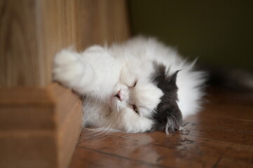 A relaxed sleeping cat