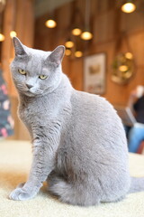 A portrait of cool cat