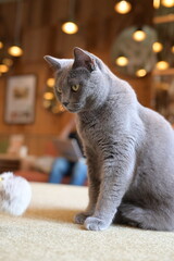 A portrait of cool cat