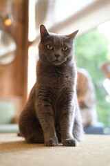 A portrait of cool cat