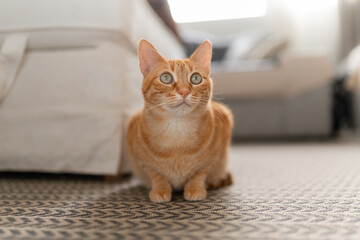 close up. brown tabby cat with green eyes lying on a carpet
