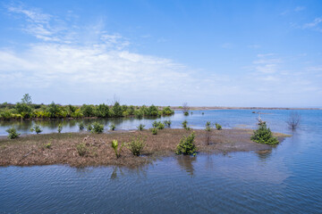 Fototapeta na wymiar Landscape of dried land on the ocean with mangrove trees on dried season