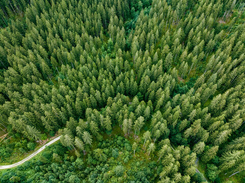 Fototapeta Aerial view of a walking path across the forest with trees in Grindelwald, Bernese Alps, Swiss Alps, Bern, Switzerland.