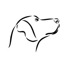 Austrian Black and Tan Hound austrian brandlbracke vector